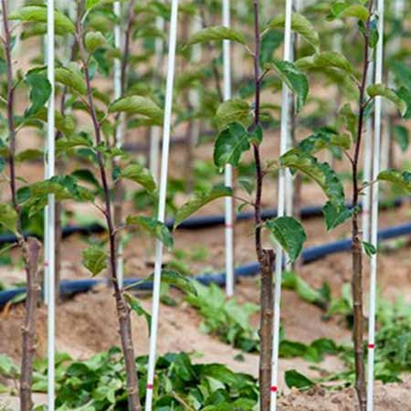 Advanced-Composite Fiberglass Stakes for Plants | Premium-Grade FRP Tree Support Manufacturer