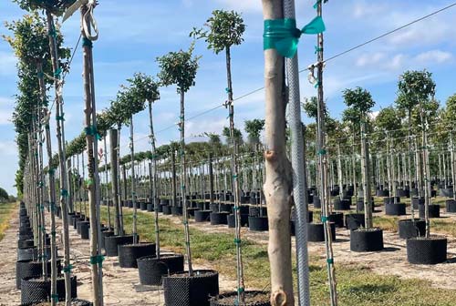 Fiberglass tree stakes